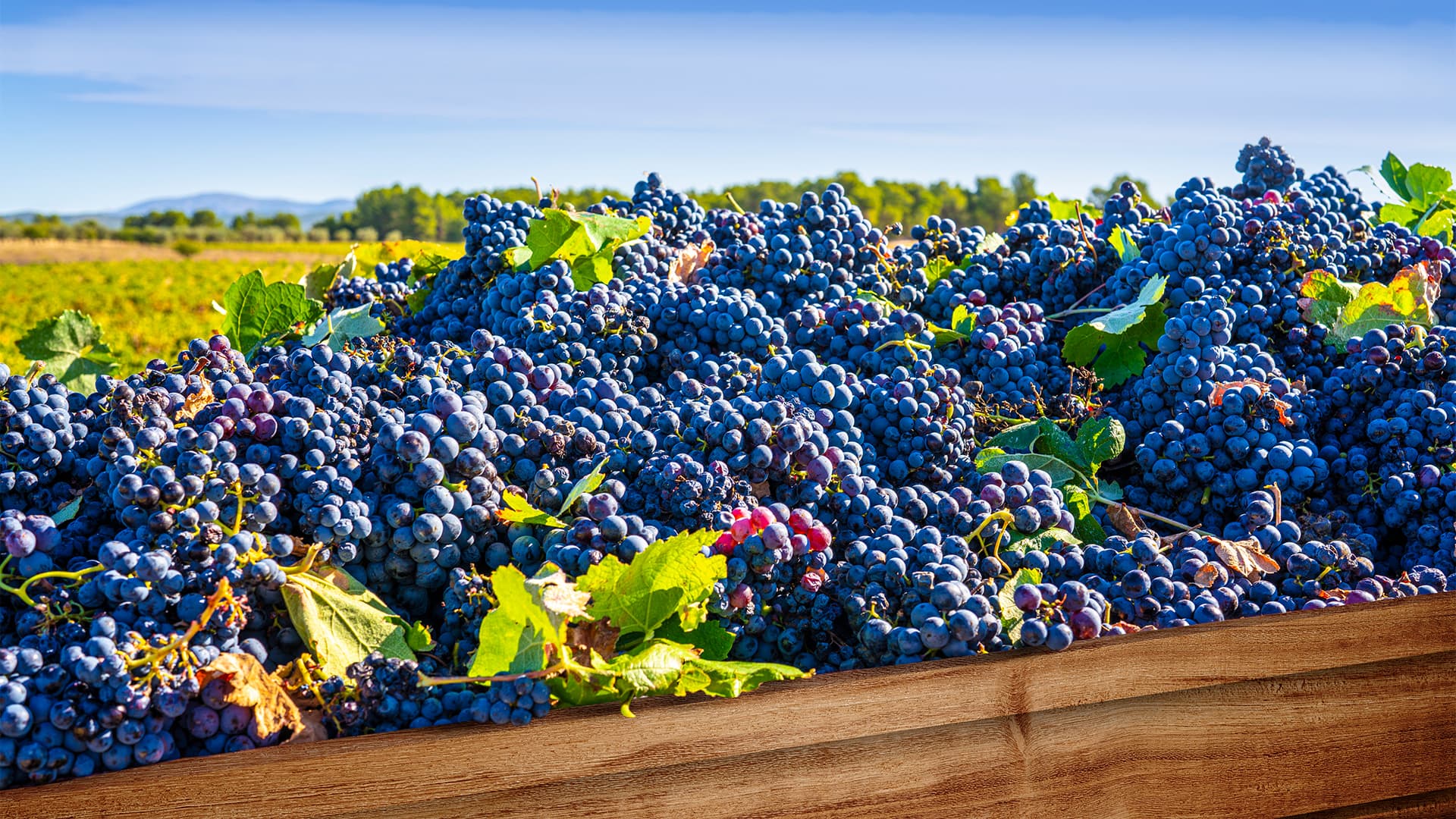 Tatilsepeti Bağ Bozumu turlarını paylaştı! Üzümün izinde eşsiz rotalar