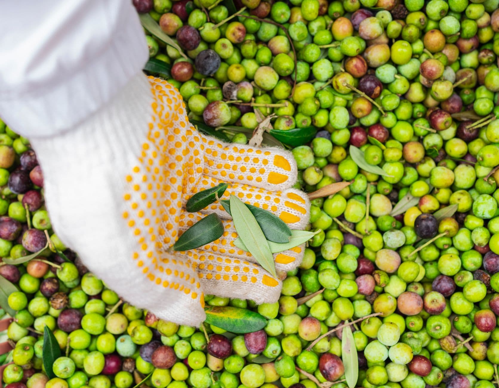 Zeytin ve zeytinyağı ihracatçıları finansman kolaylığı istiyor