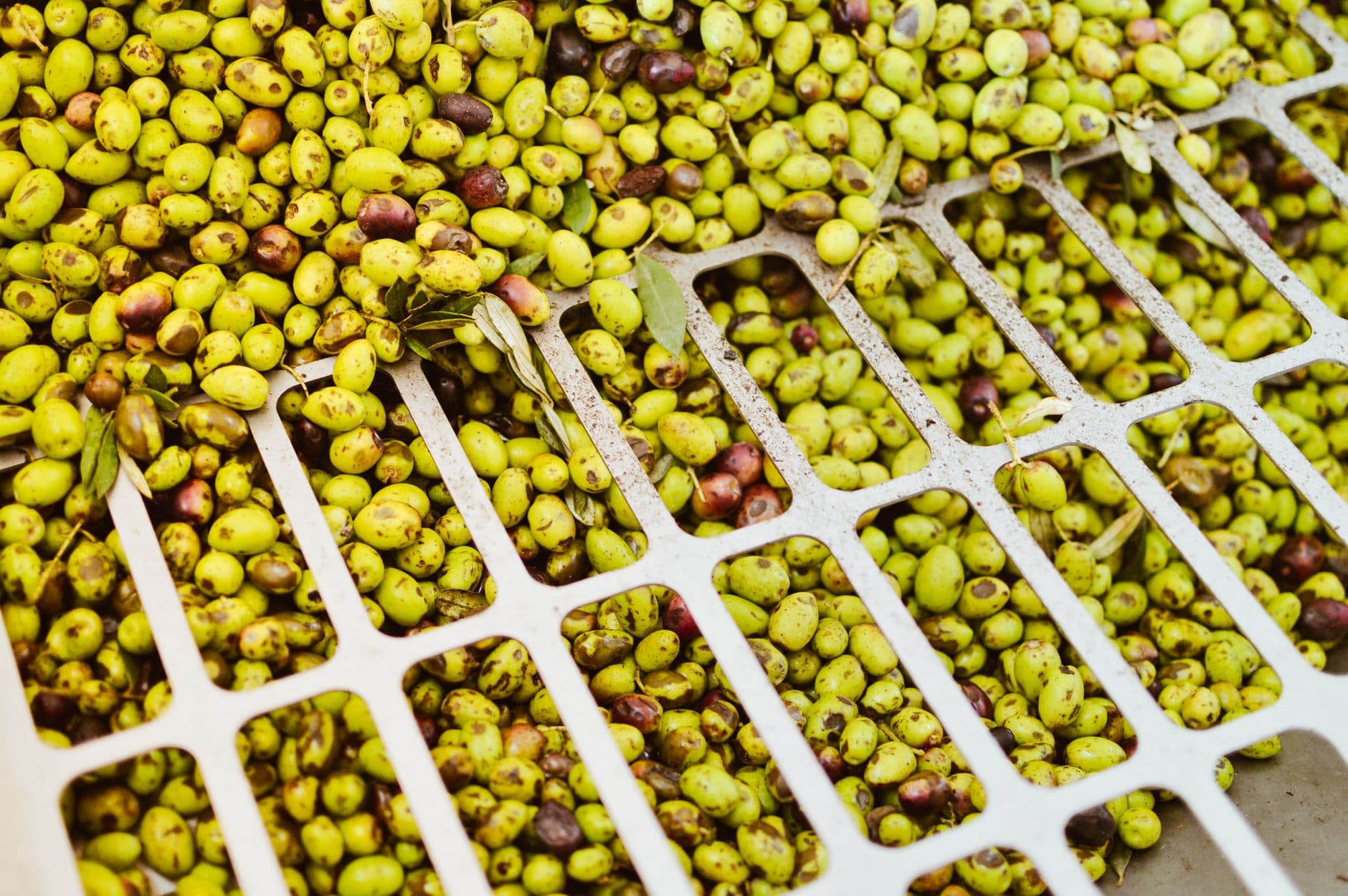 Türkiye zeytin ihracatı ilk yarıda yüzde 30 düştü, sektör yüksek rekolte bekliyor