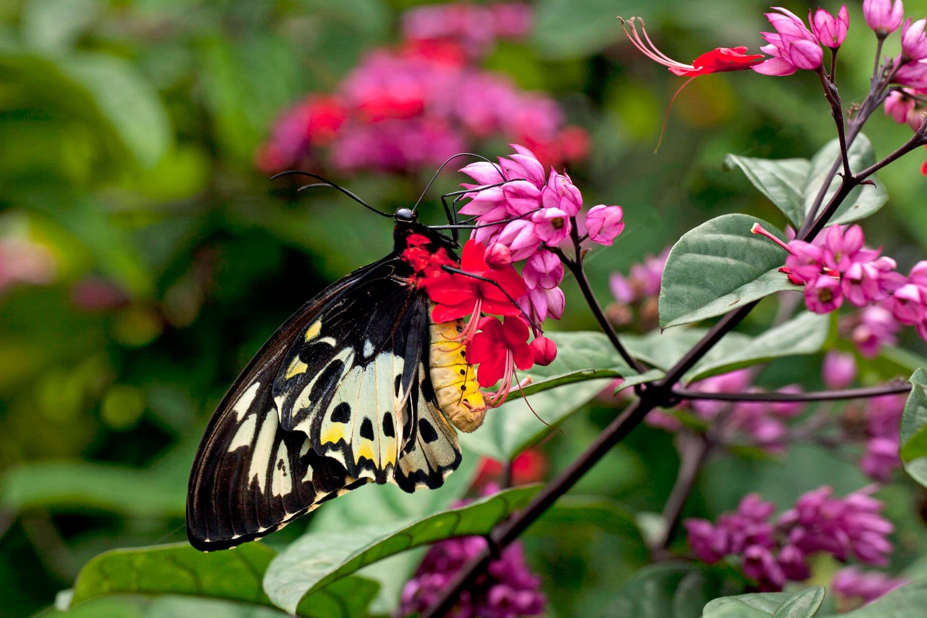 Antalya'da Butterfly World kelebek turizmine yeni boyut katıyor